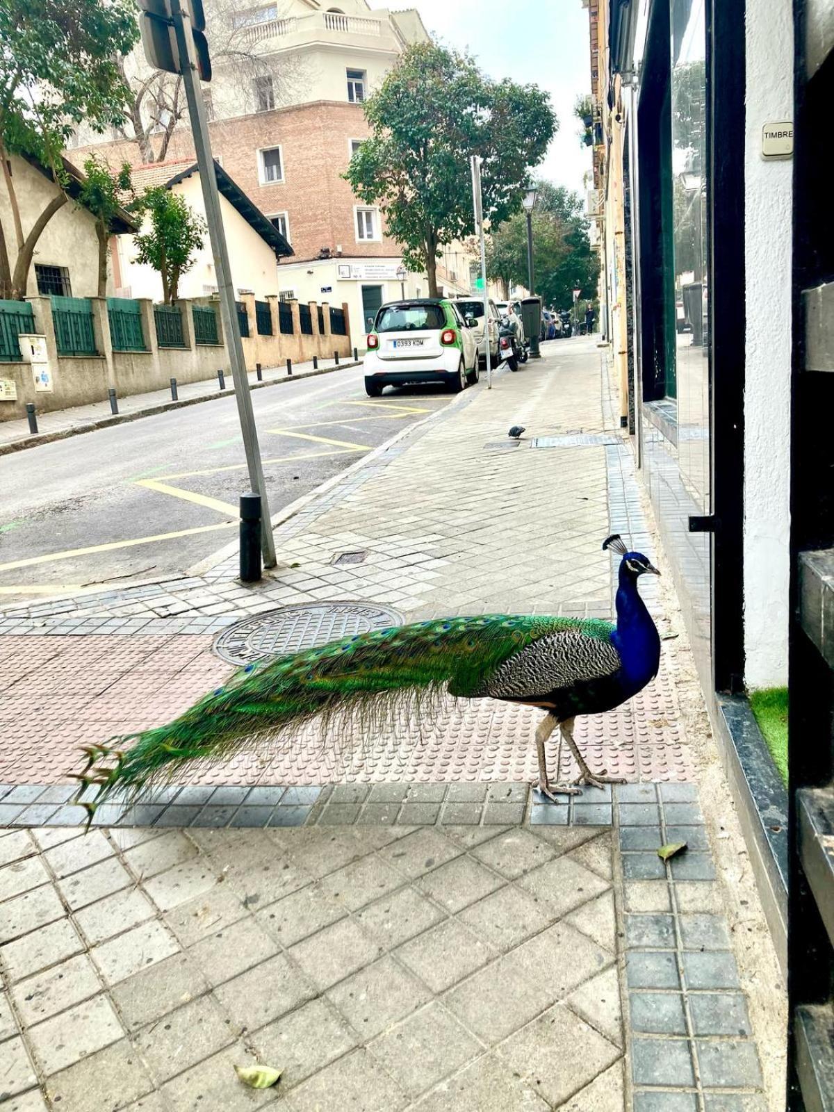 Apartamento Cerca Wizink Center Movistar Arena Y Plaza Toros Las Ventas En Barrio De Salamanca Madrid Dış mekan fotoğraf